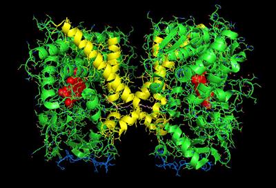 Physical Studies of P450–P450 Interactions: Predicting Quaternary Structures of P450 Complexes in Membranes from Their X-ray Crystal Structures